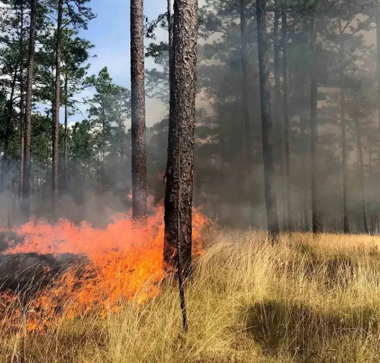 Wade Tract Burn